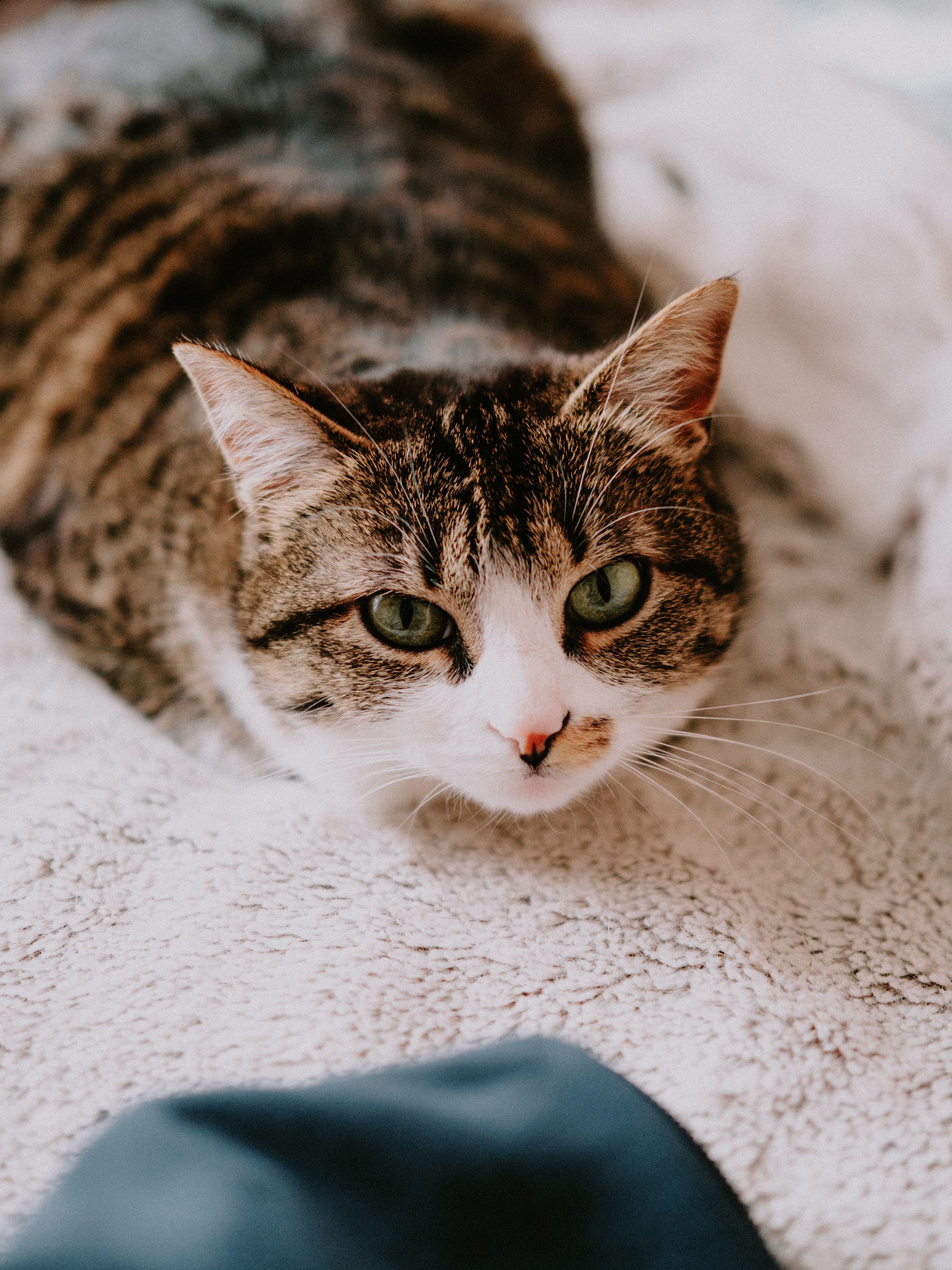 Cats category