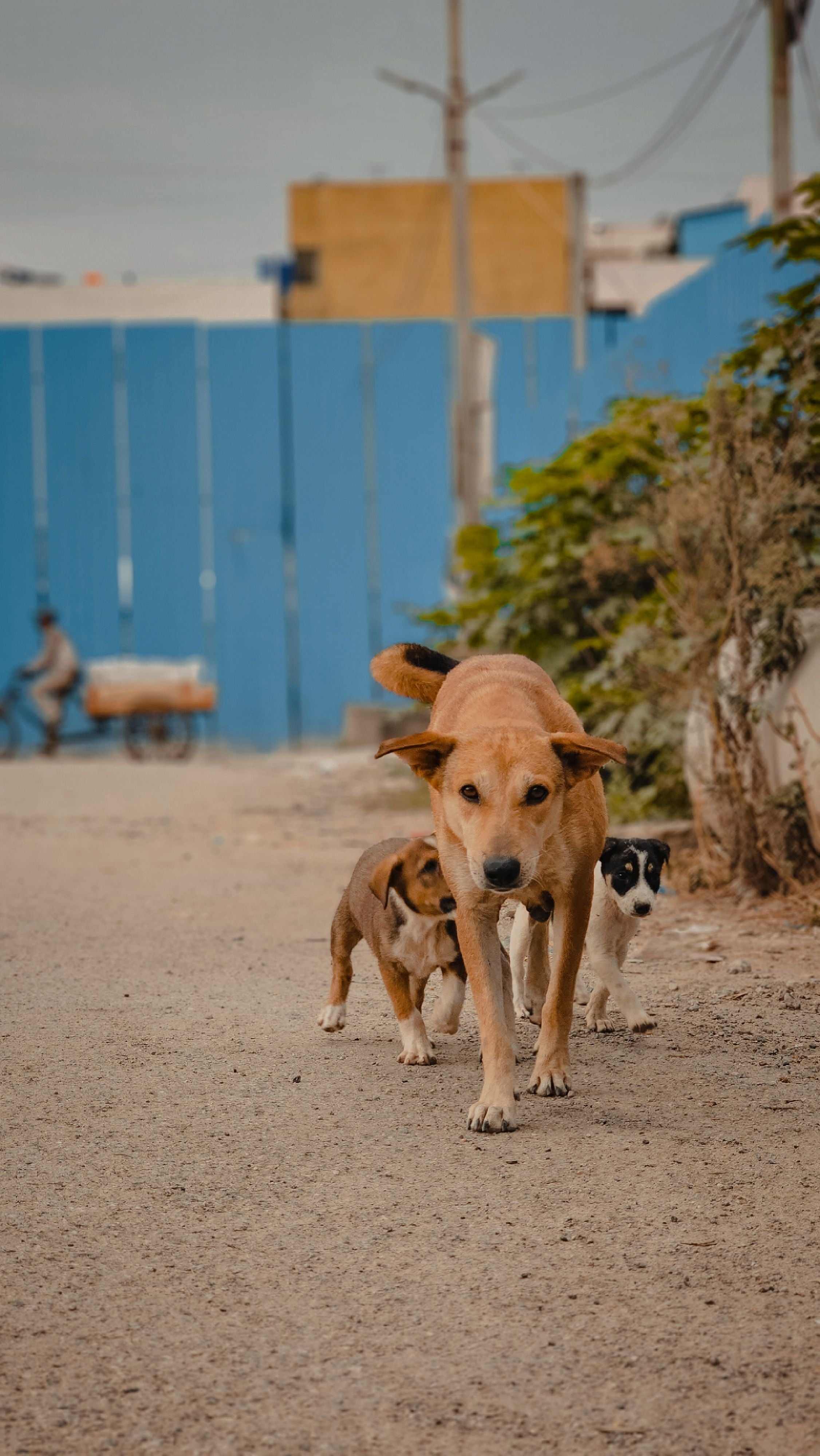 Dogs category