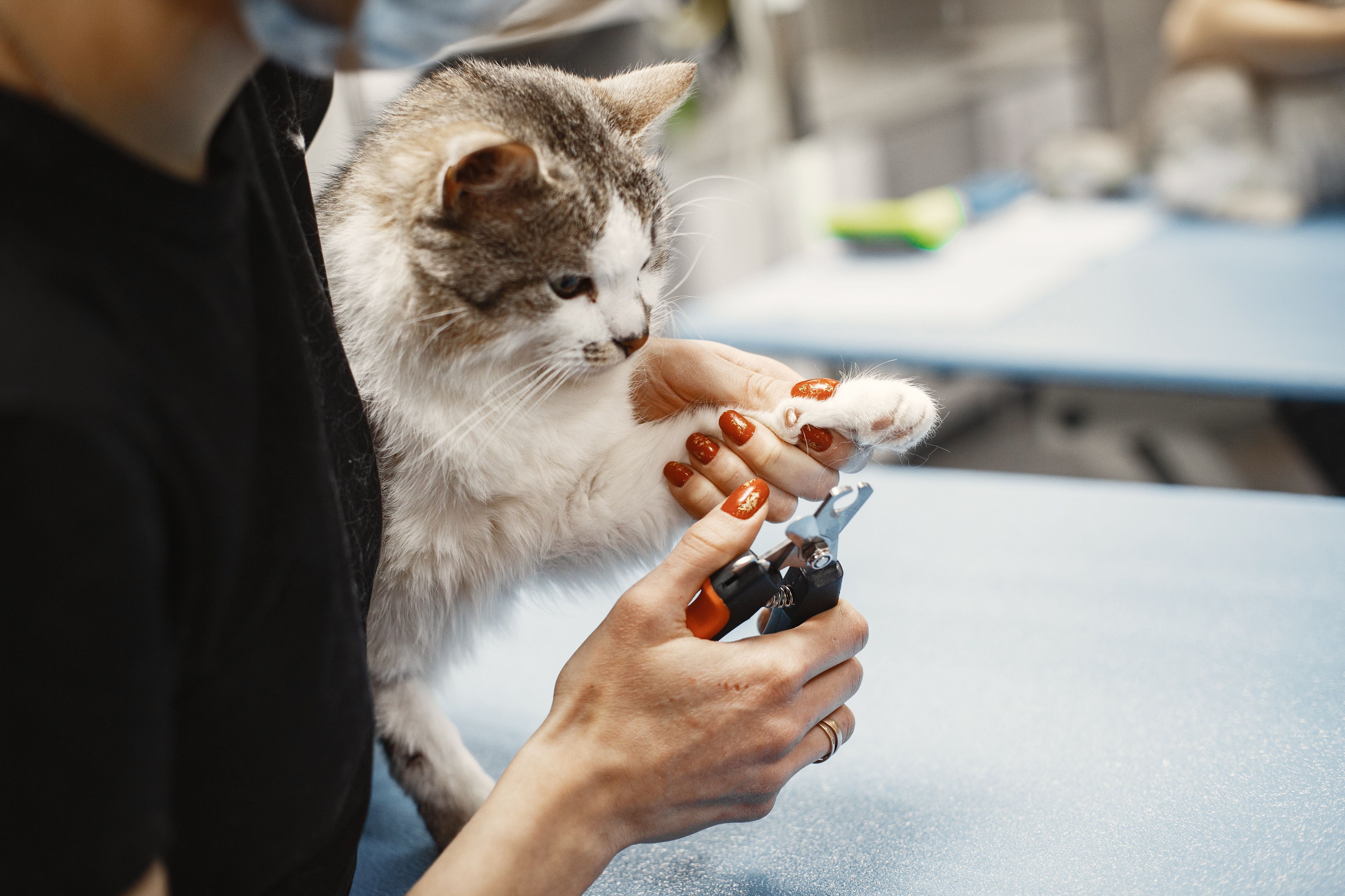 Grooming category