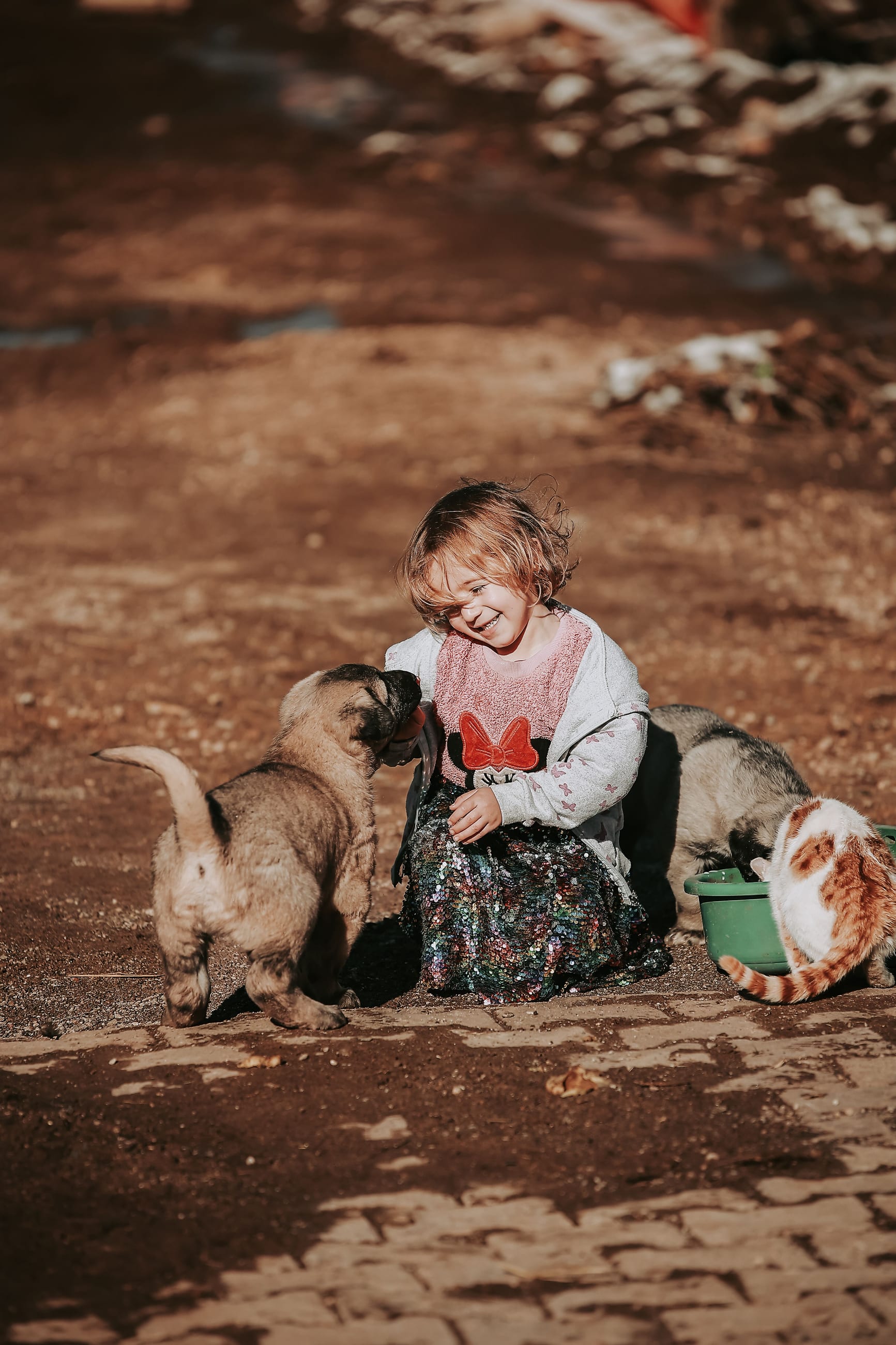 A young child crouched feeding puppies while a cat eats from a bowl nearby