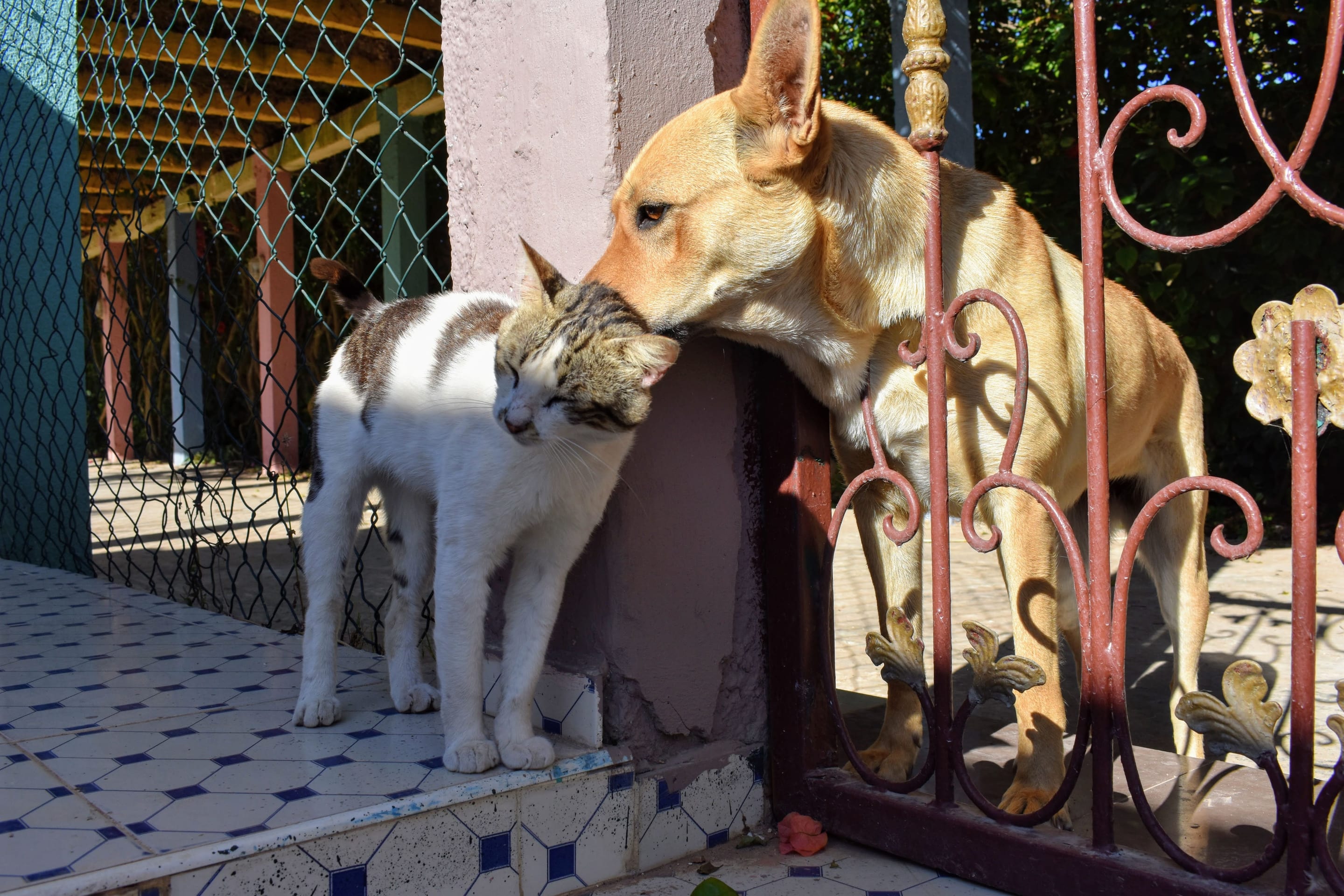 A dog gently nuzzling a cat in warm sunlight
