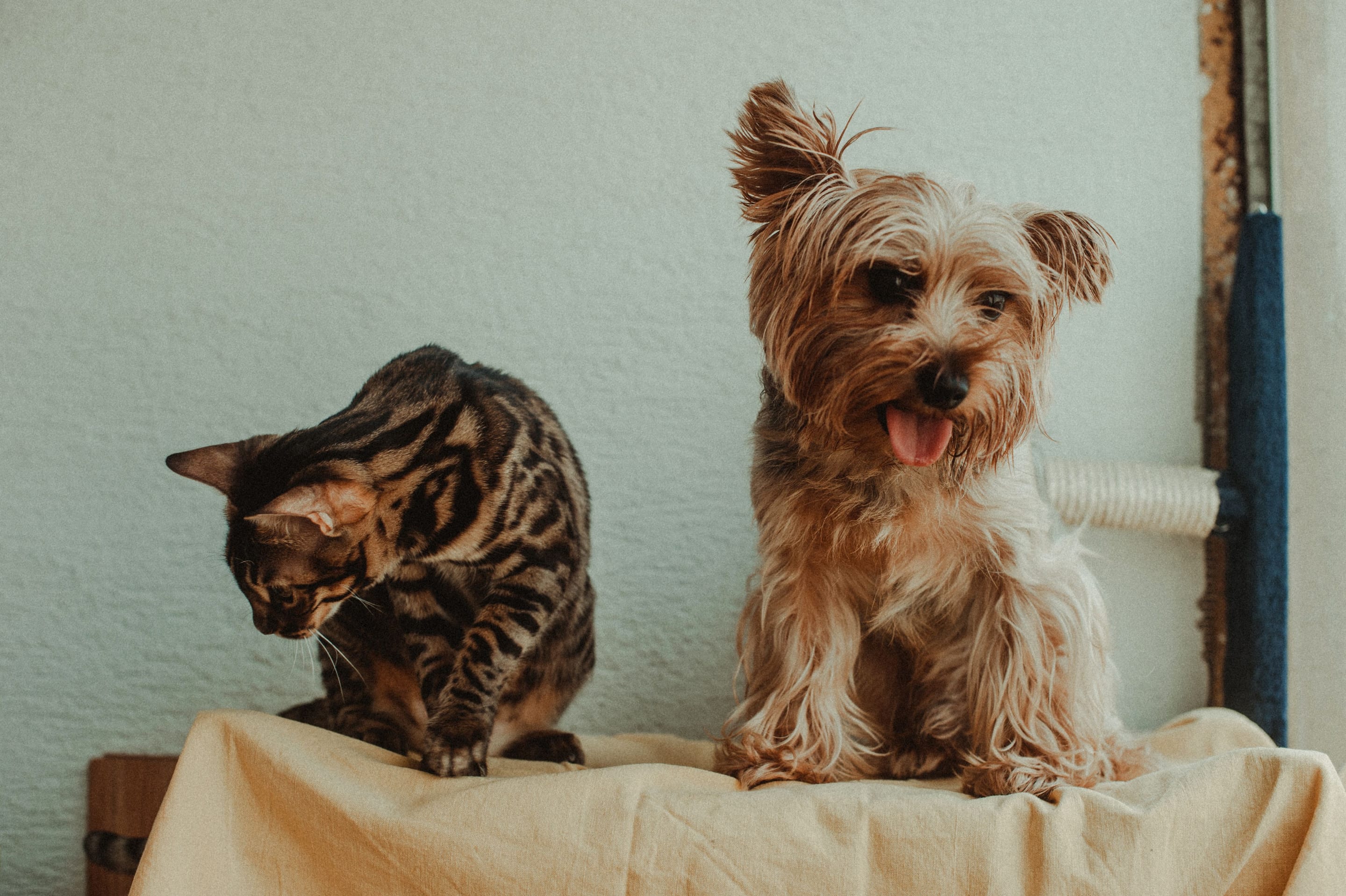 A bengal cat and a yorkshire terrier sitting together on a bed