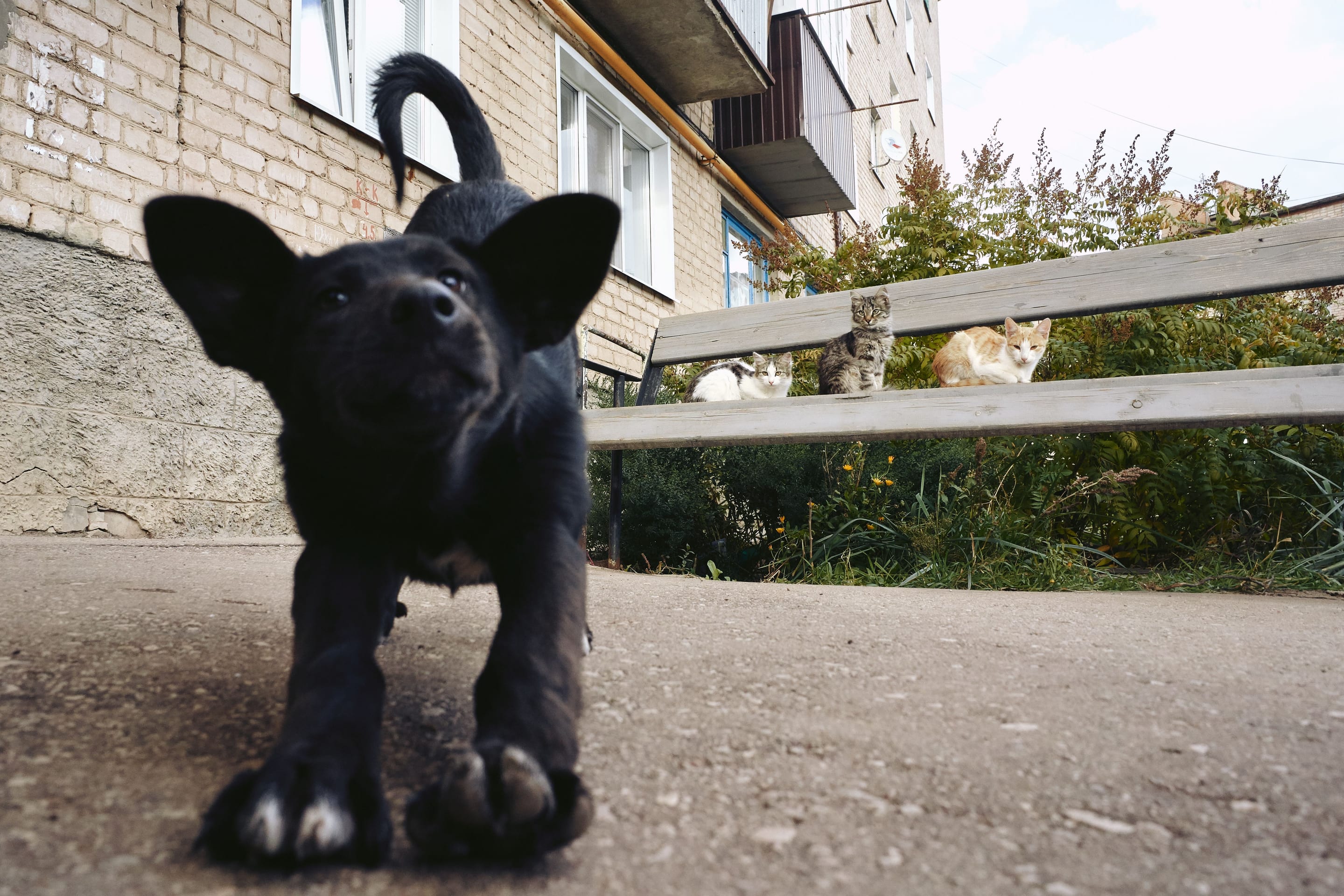 A curious puppy approaching with cats resting on a bench behind