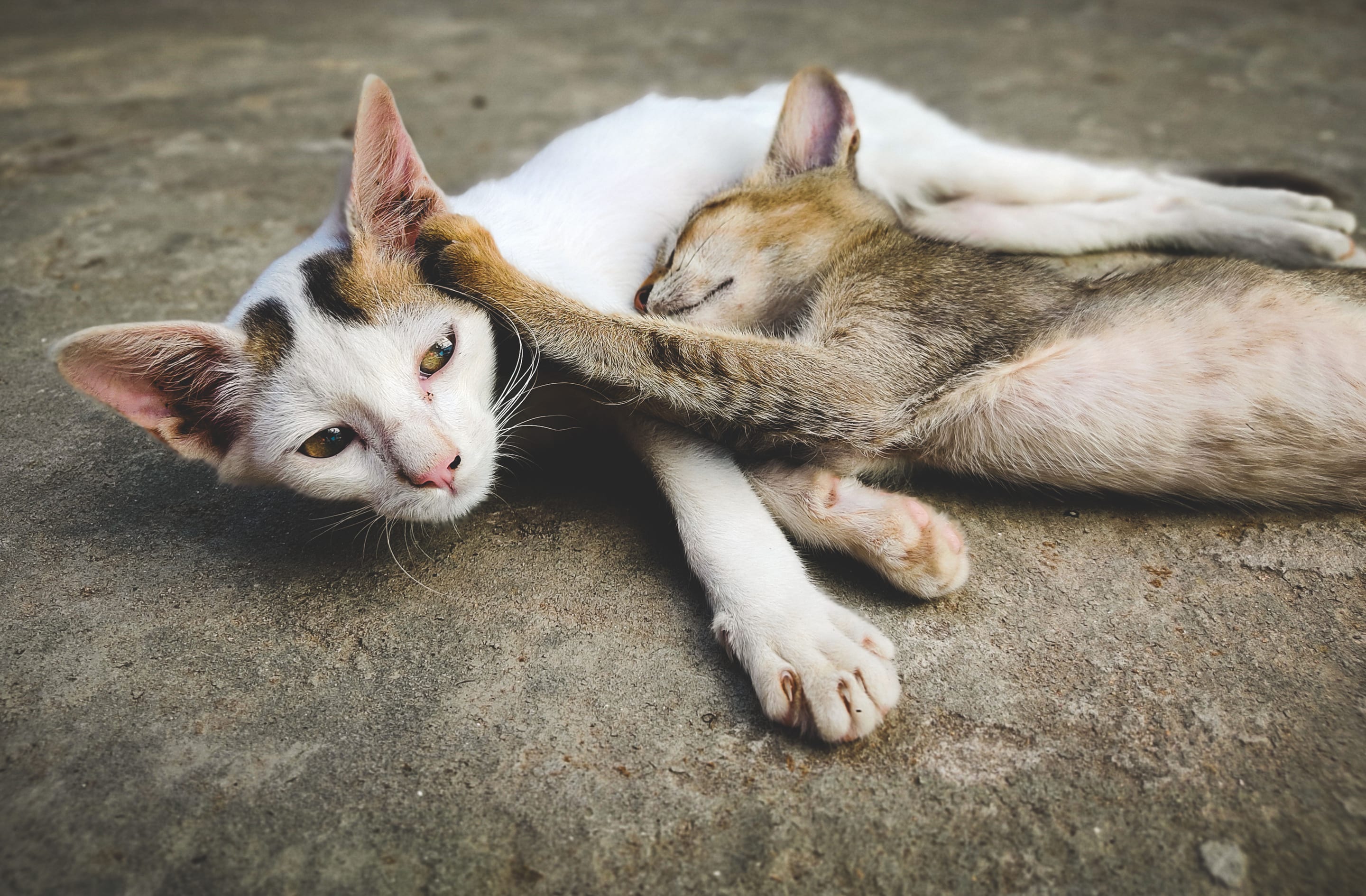 Two cats curled up asleep together