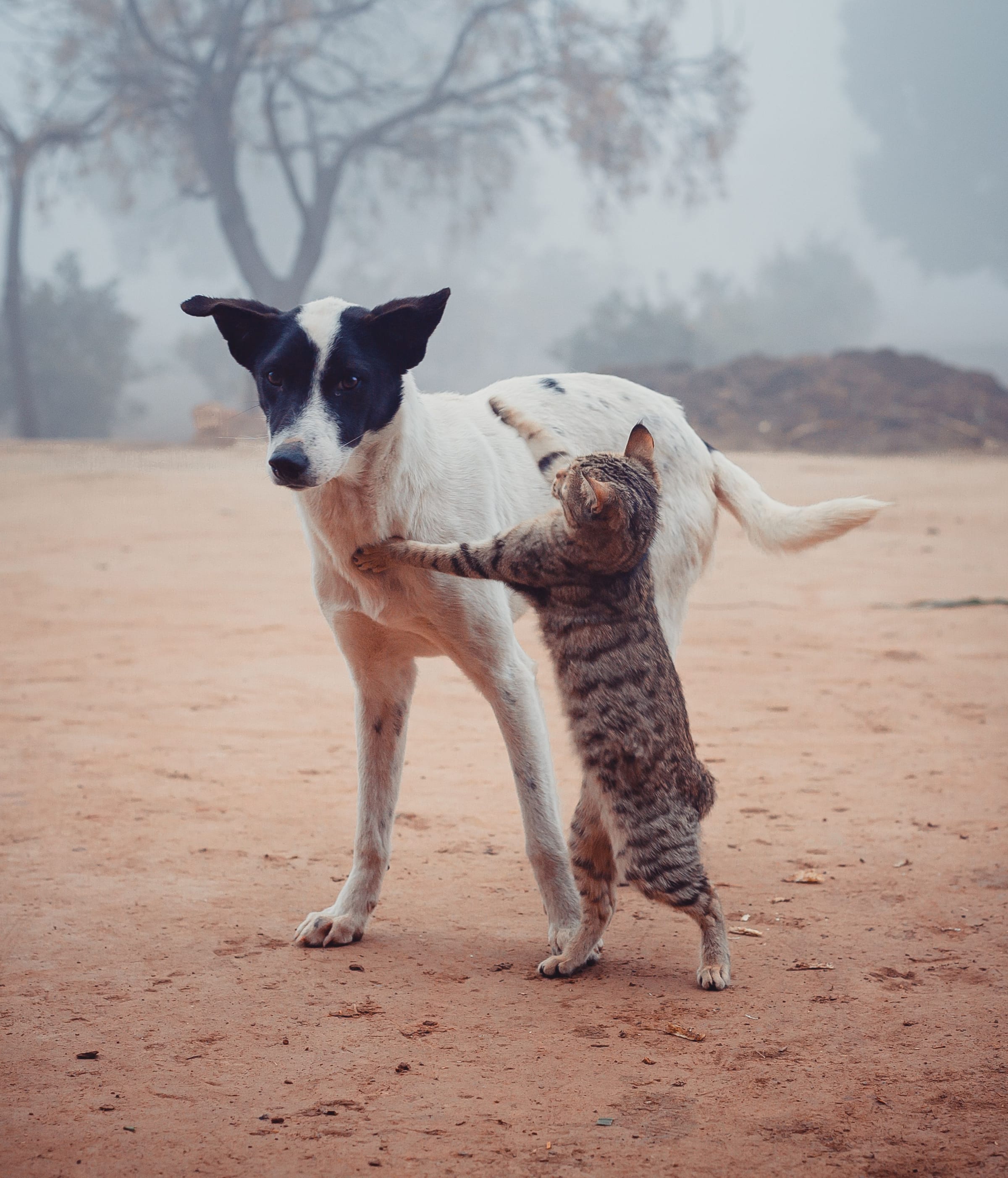 A cat reaching up to hug a dog on a misty morning